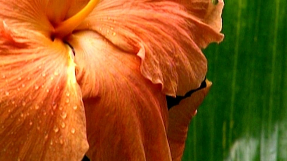 BBC Two KS1 Science Clips, Growing Plants, Plants are living things