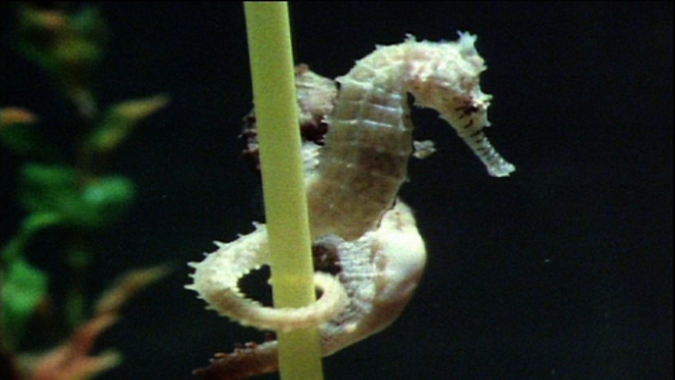 cbeebies-our-planet-insects-and-tails-what-do-animals-use-their