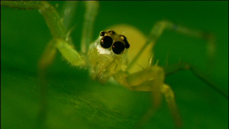 Cbeebies Our Planet Spiders And Animal Shelters Spiders