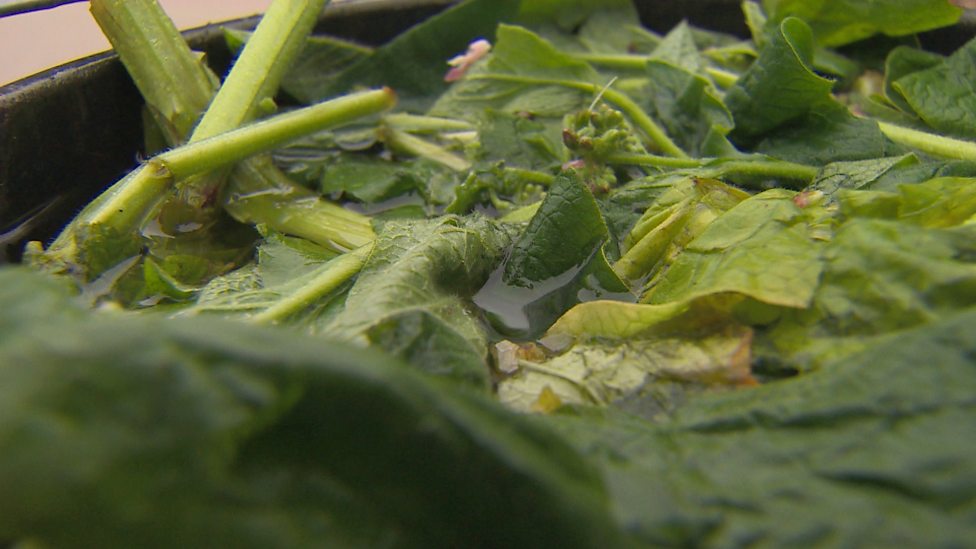 BBC Two - Gardeners' World, 2013, Episode 13, Making Comfrey Fertiliser