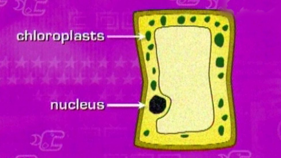 BBC Two Key Stage Three Bitesize Revision, 28/03/2001, The palisade cell