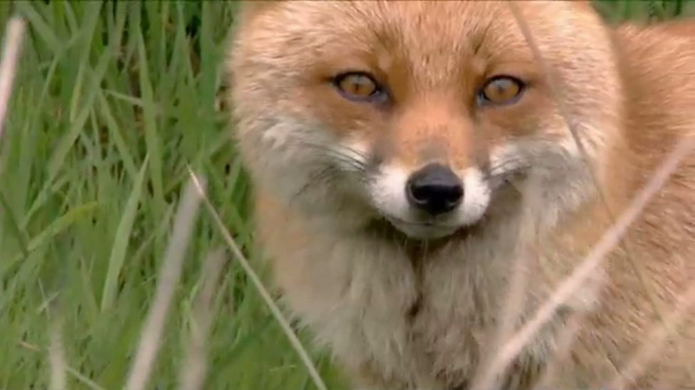 BBC Two - The Burrowers: Animals Underground, How to spot foxes