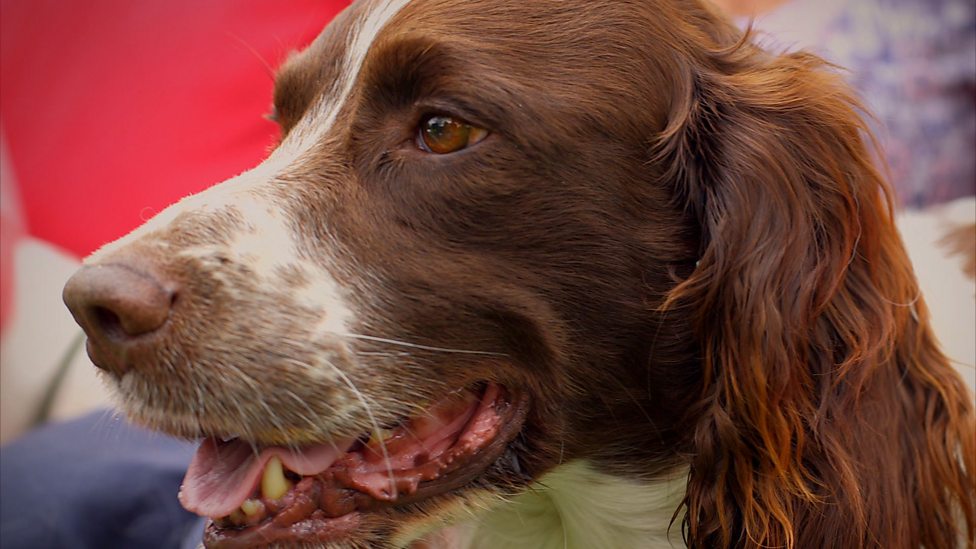 BBC Two - The Wonder of Dogs, Episode 2, Springer Spaniel