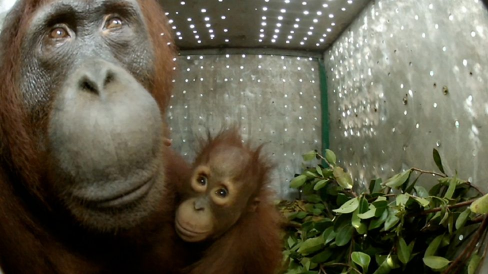 BBC Two - Natural World, 2013-2014, Orangutans: The Great Ape Escape ...