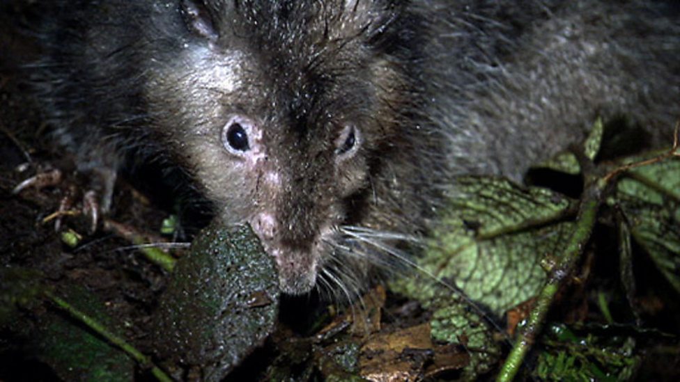 BBC One - Lost Land of the Volcano, Episode 3, Giant rat close up
