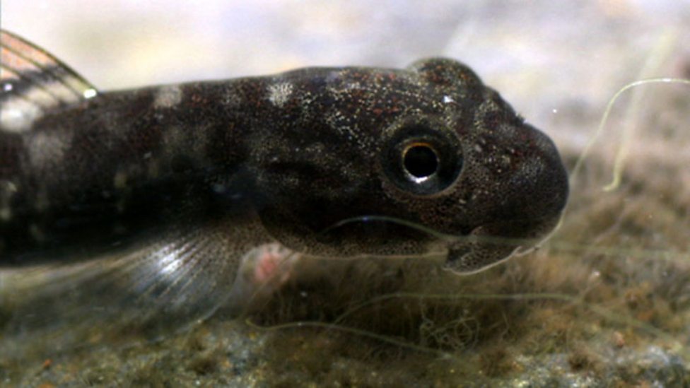 BBC One Life, Fish, Climbing fish