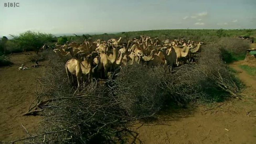 BBC Two - Jimmy's Global Harvest, Camel farming in Africa