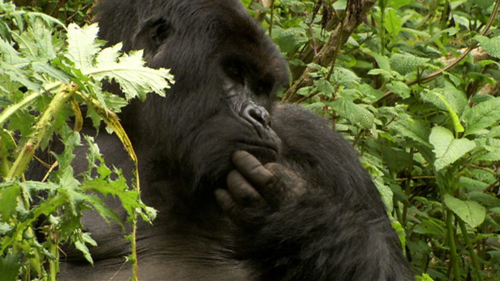 BBC Two - Mountain Gorilla, Safe in Our Hands, Female prerogative