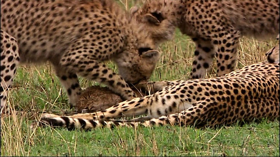 BBC One - Big Cat Week, Series 1, Episode 1, Cheetah lesson