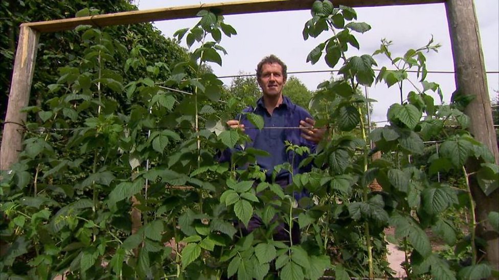 BBC Two Gardeners' World, 2011, Episode 20, Raspberry pruning
