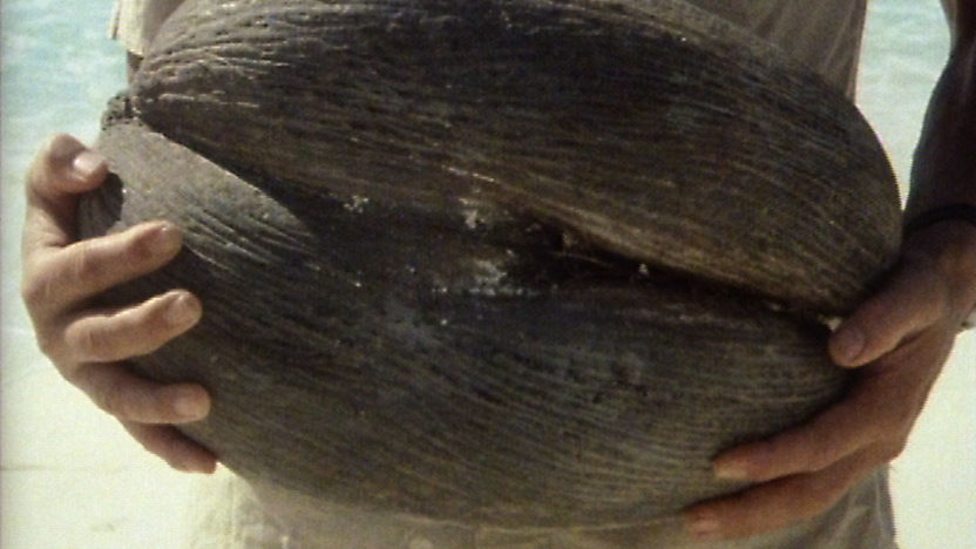 BBC Two The Living Worlds Apart, Giant nuts