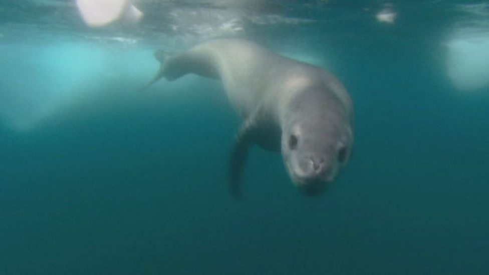 BBC One - Frozen Planet, Autumn, Leopard seal encounter