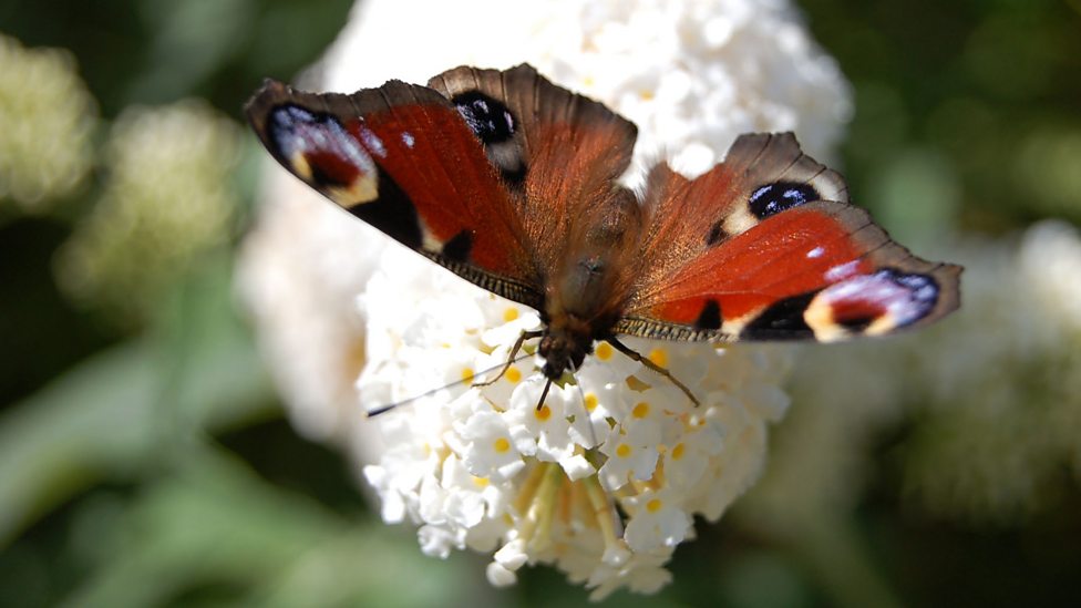 BBC Radio 4 - Natural Histories, Butterflies - Nine fluttery facts ...