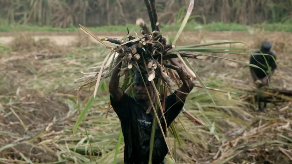 BBC Two Britain's Slave Owners, The Price of Freedom, Sugar