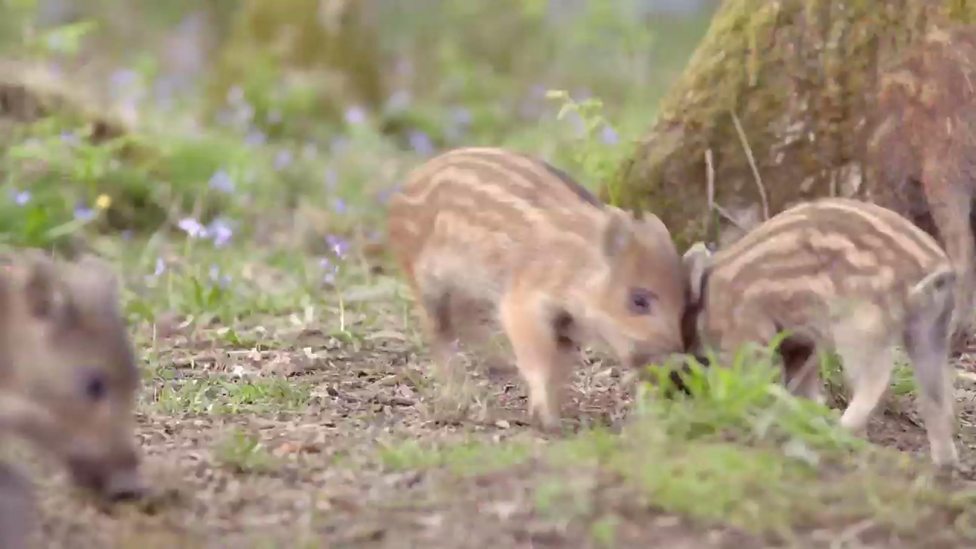 BBC Two - Springwatch, 2016, Wild boar babies