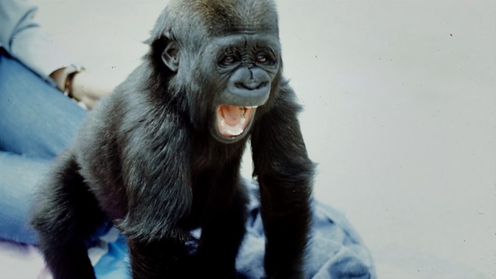 BBC One - Koko: The Gorilla Who Talks to People, Koko's cutest moments