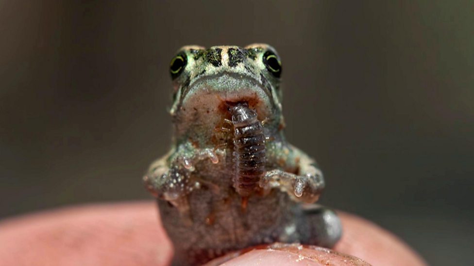 BBC Two Nature's Weirdest Events, Series 5, Episode 5, Frog killing