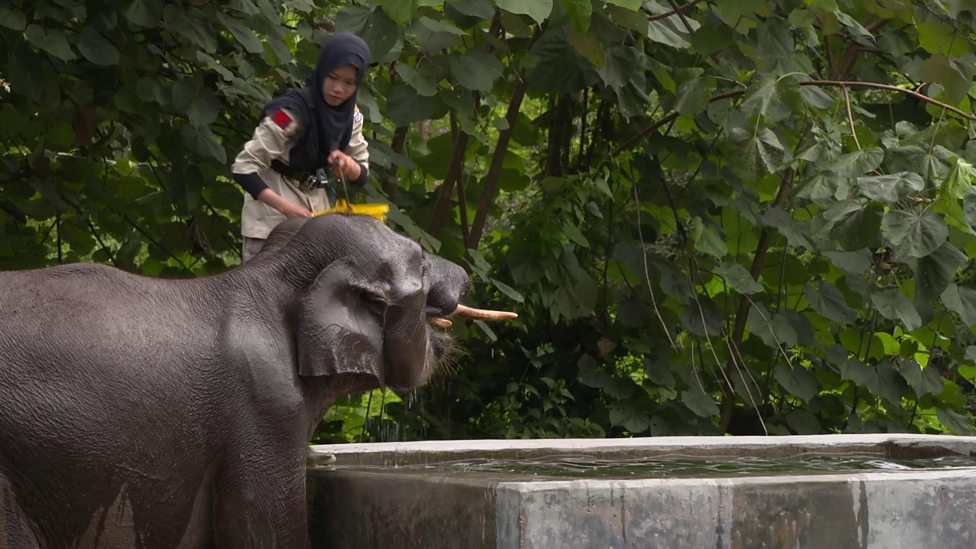 BBC Project Hope, Sumatra, Working with Sumatran elephants is one of
