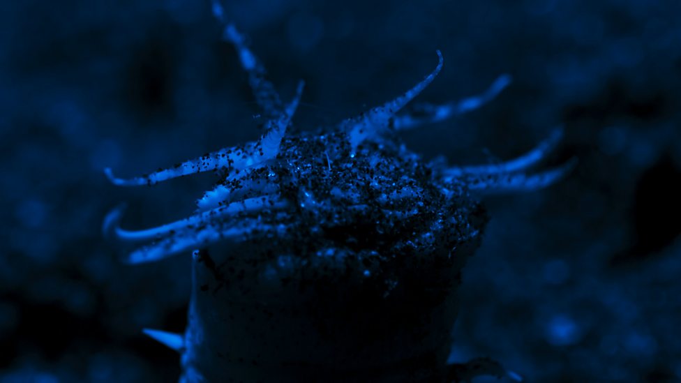 Bbc One Blue Planet Ii Series 1 Coral Reefs Beware The Bobbit Worm 