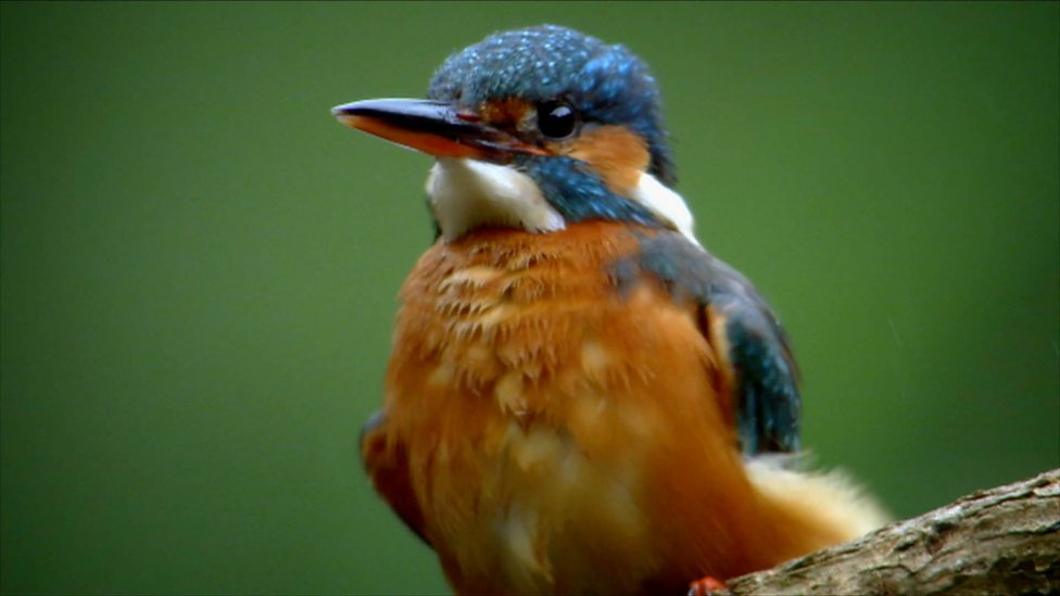 BBC Radio Ulster Dawn Chorus Dawn Chorus