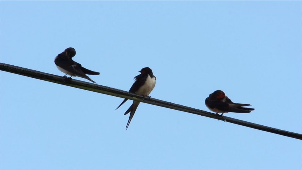 BBC Radio Ulster - Dawn Chorus - Dawn Chorus