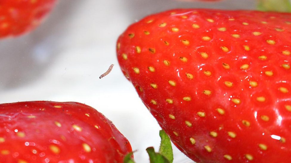 BBC Radio 5 Live 5 Live In Short, Do worms live in strawberries?