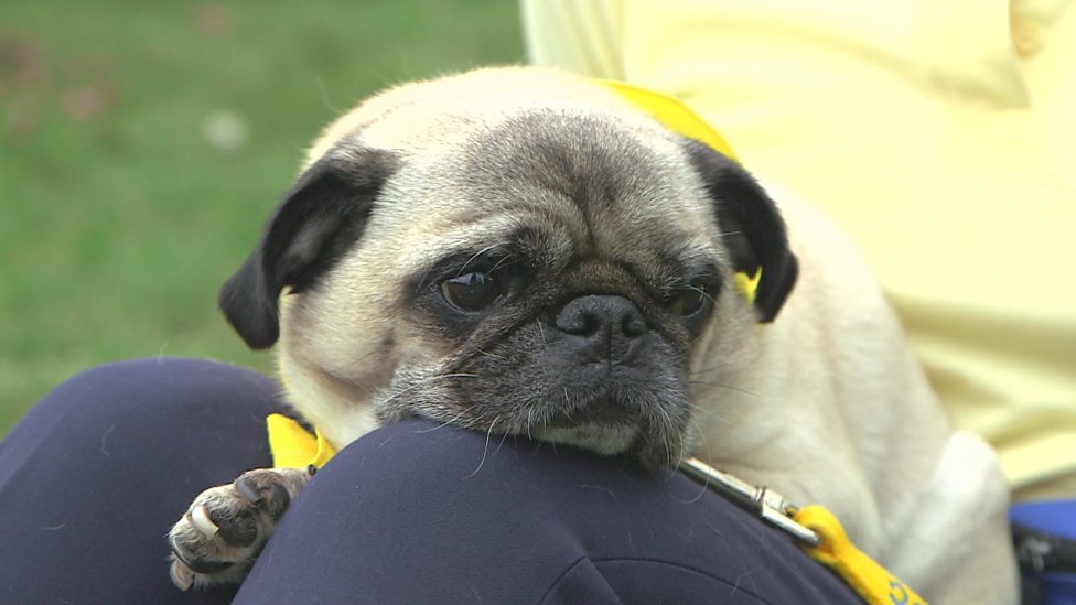 BBC One Sunday Morning Live, Series 11, Episode 7, Pets As Therapy