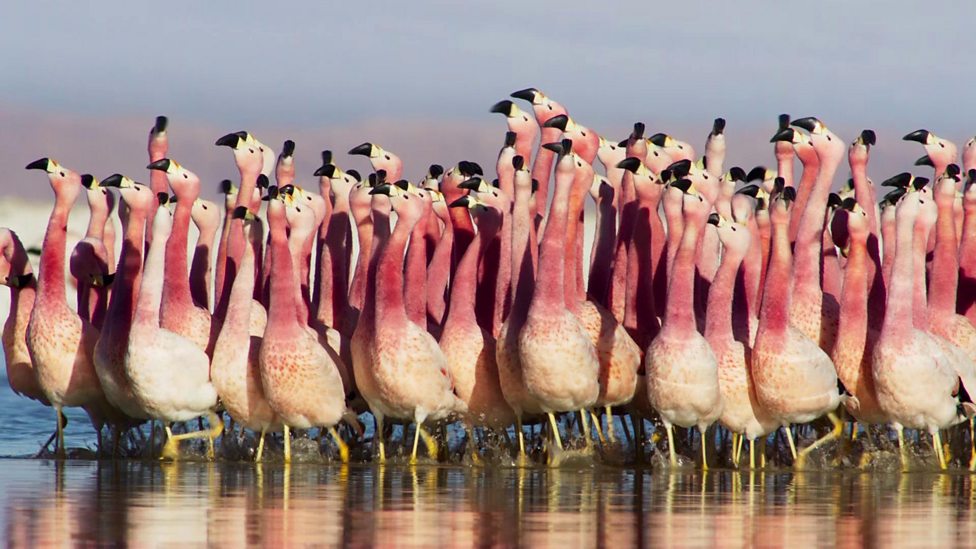 BBC One - Planet Earth: A Celebration, Flamingos on parade