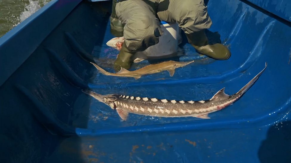 BBC Two - Earth's Great Rivers II - Incredibly rare fish filmed on camera