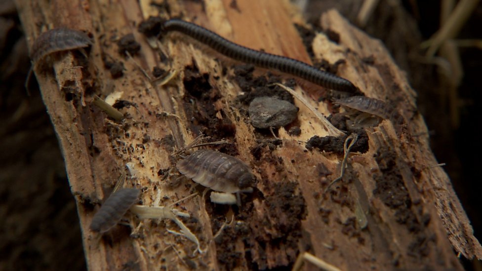 BBC Bug Hotels 