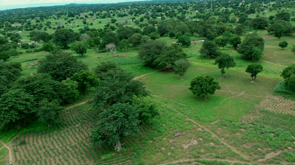 BBC World Service TV Smart Money, Africa's Great Green Wall
