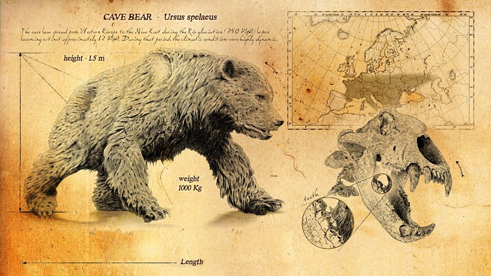 Bbc Two Ice Age Giants In Pictures The Ice Age Giants Cave Bear