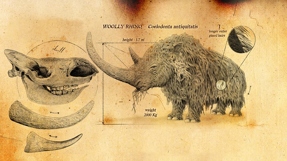 Bbc Two Ice Age Giants In Pictures The Ice Age Giants Woolly Rhino