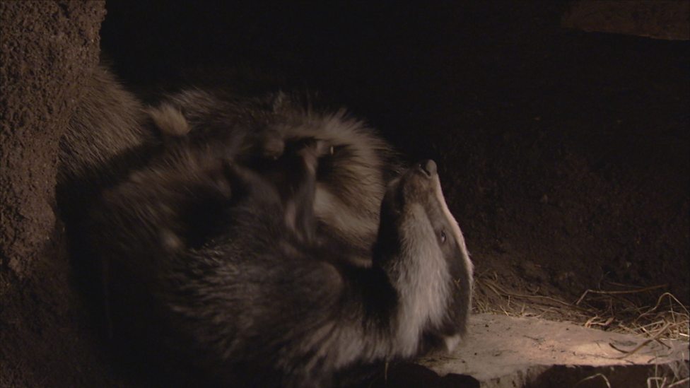 BBC Two - The Burrowers: Animals Underground, The Badger Gallery - The ...