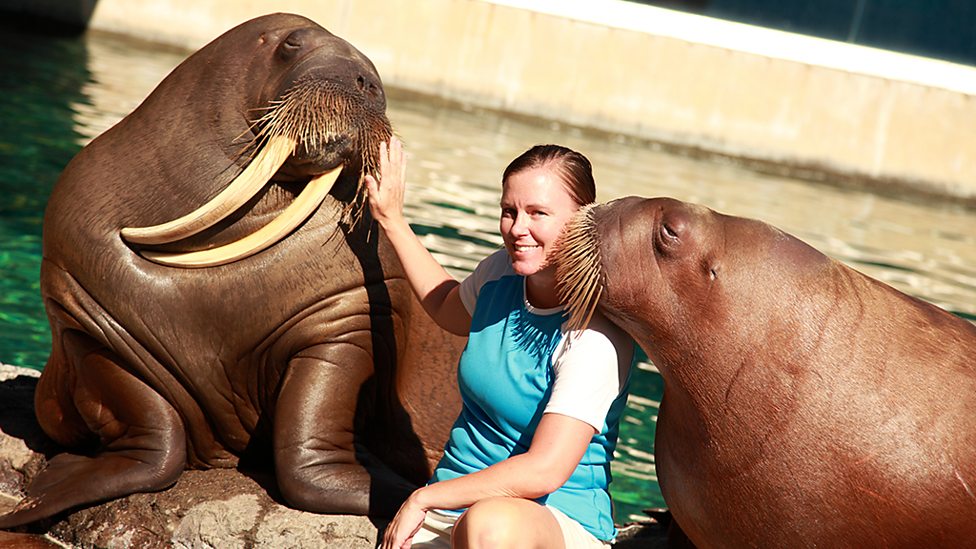 Bbc Two Natural World 2013 2014 Walrus Two Tonne Tusker Walrus Two Tonne Tusker Holley