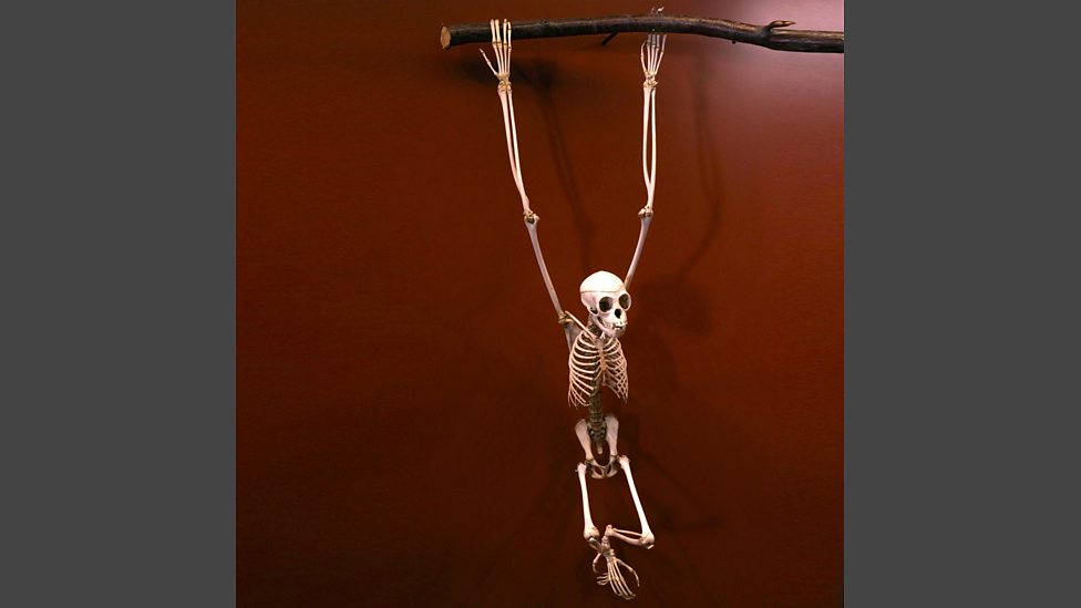 BBC Four Secrets of Bones, Down to Earth, In pictures Down to earth