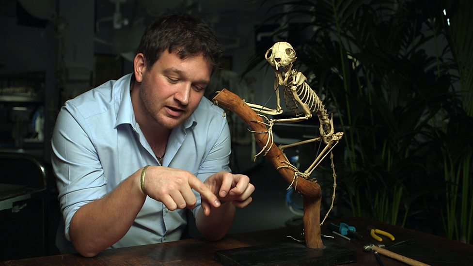 Bbc Four Secrets Of Bones Food For Thought In Pictures Food For