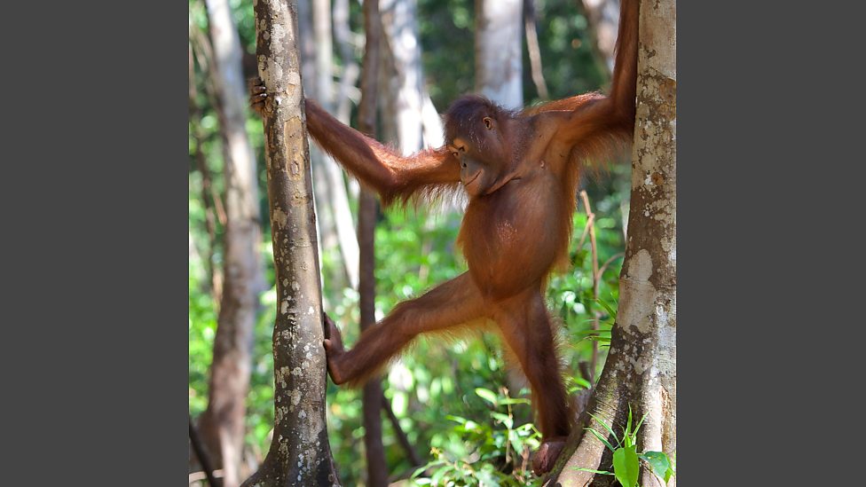 BBC One Monkey Meet the Family, In pictures Meet the Family Gibbons have the