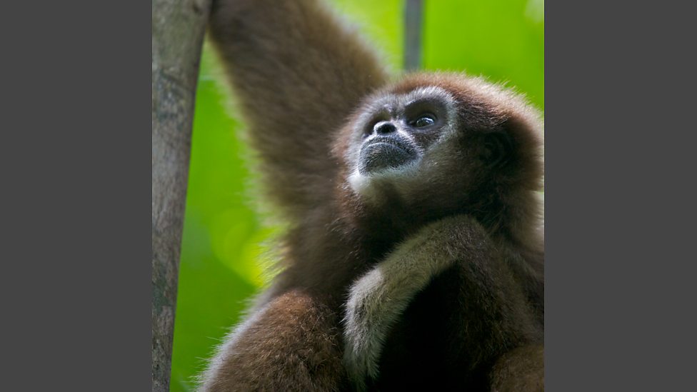 BBC One Monkey Meet the Family, In pictures Meet the Family Gibbons have the