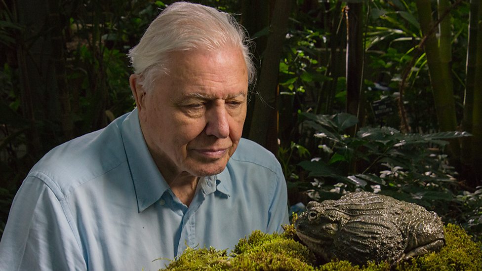BBC Two - Natural World, 2014-2015, Attenborough's Fabulous Frogs ...
