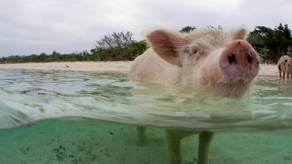 Image result for two pigs in boat