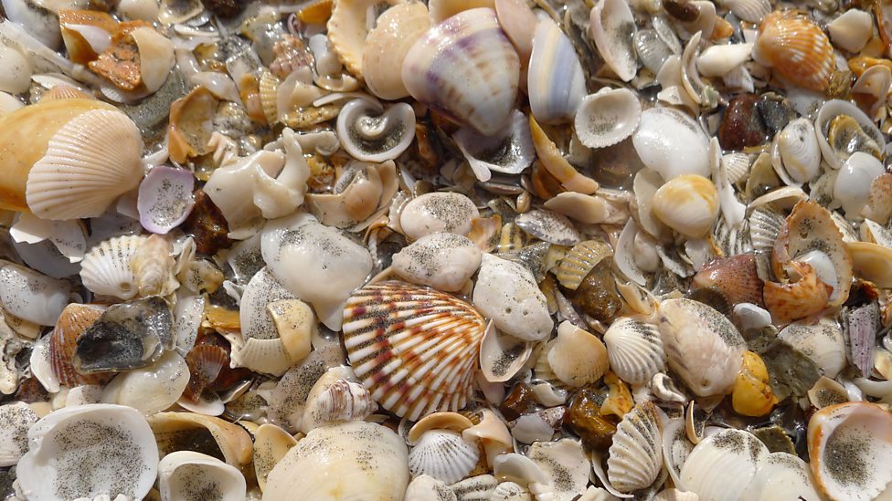 BBC Radio 4 Book of the Week, Spirals in Time The Secret Life and Curious Afterlife of