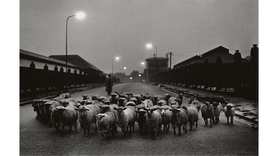 Sheep going for slaughter on the Caledonian Road