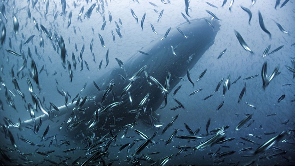 Image result for humpback whale hunting capelin