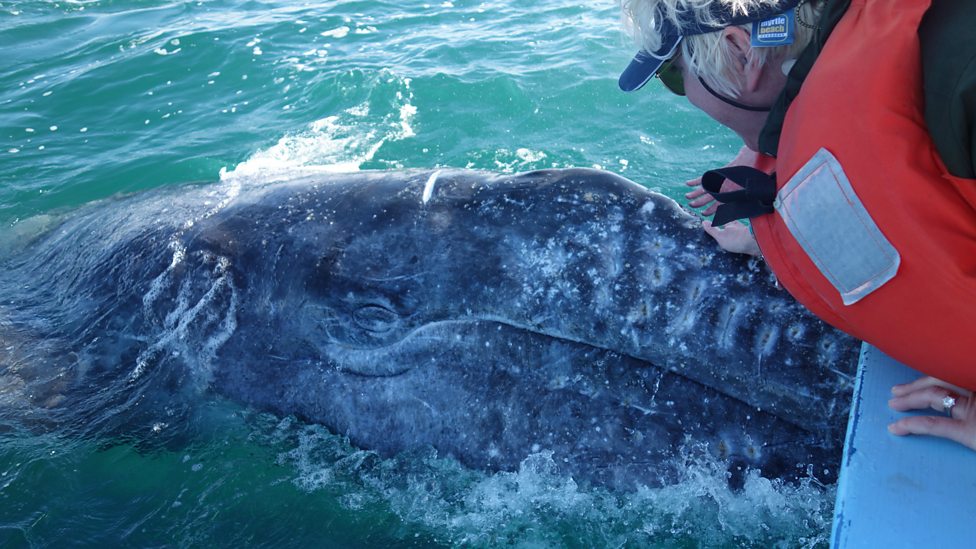 bbc fi roberts stroking gray whale calf the friendly gray whales