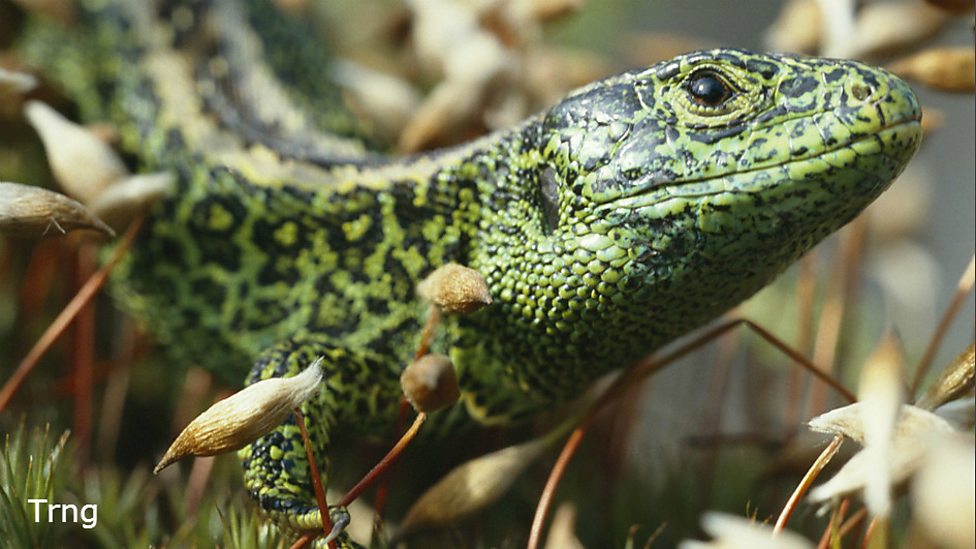 BBC Random Photographs One of the Best Looking Lizards in the World?