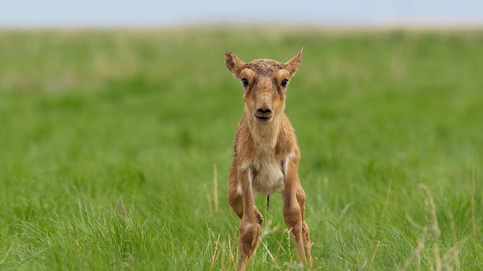 Resultado de imagen de saiga