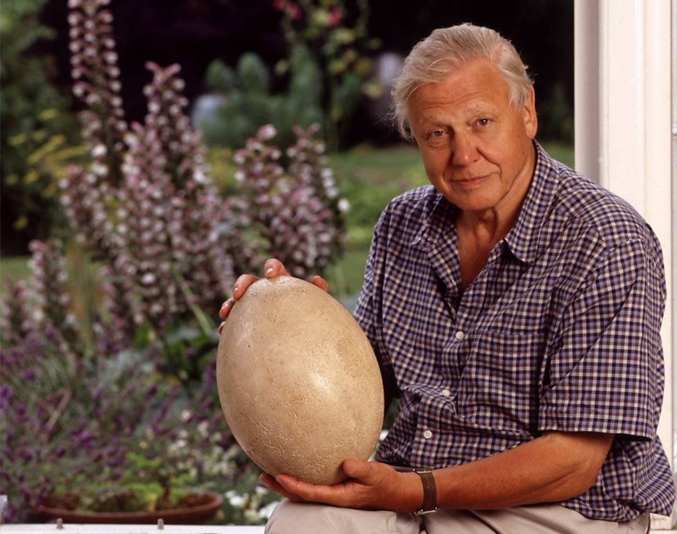 BBC Two - Attenborough and the Giant Egg