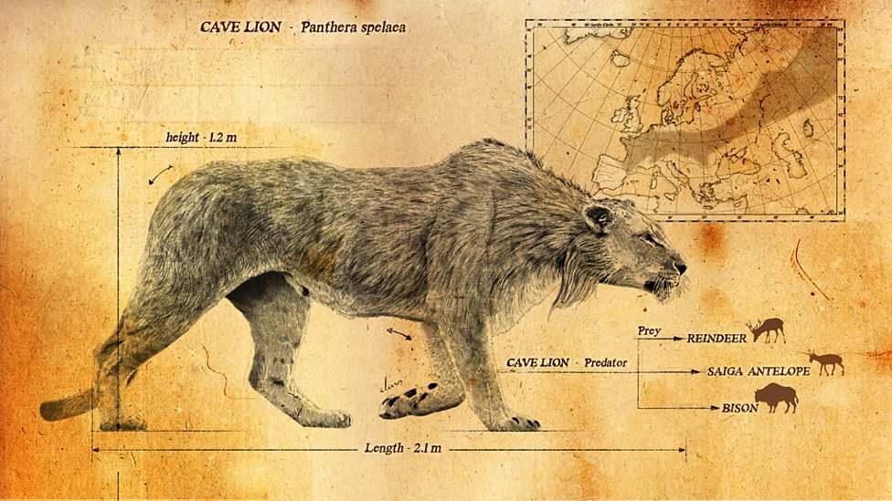 cave lion size comparison