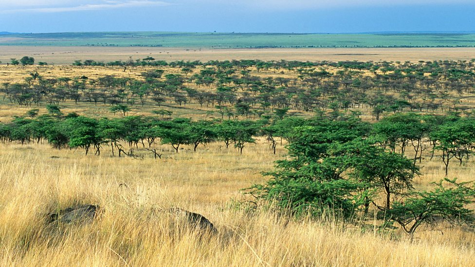 Examples of different types of biomes Interdependency between animal